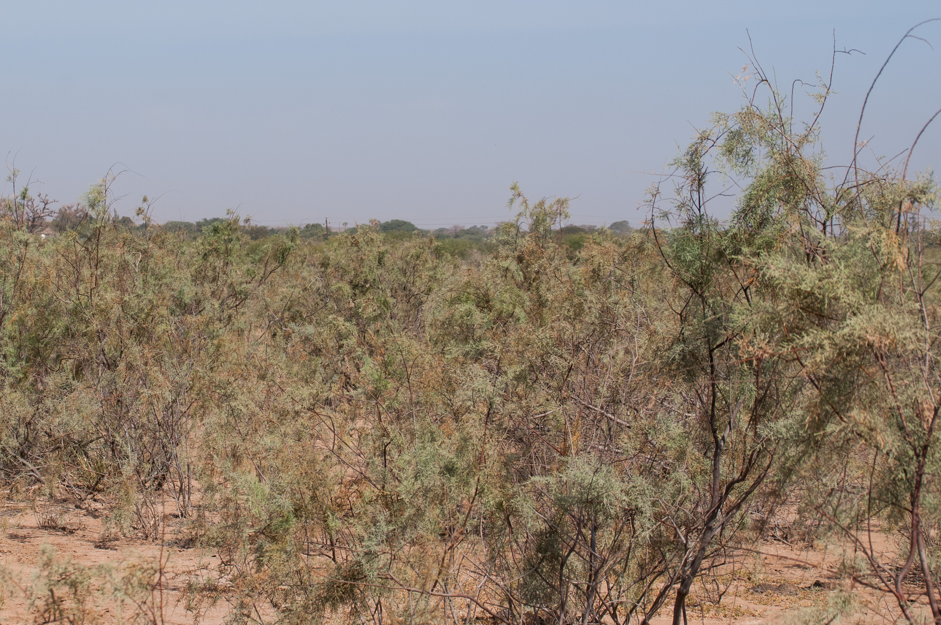Brousse de La Somone et des villages environnants, un exemple de brousse arbustive à tamaris d'Afrique (Tamarix Africana).